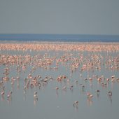  Lake Manyara, TZ